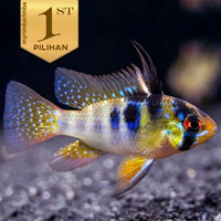 Ramirezi Cichlid Ikan Hias Aquascape Hiasan Aquarium Tanaman Air Tawar -