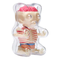 Small bear 4d master puzzle Assembling toy Perspective bone anatomy model