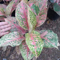 Tanaman Hias Aglonema Striptis
