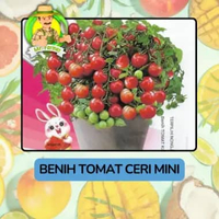 Benih Buah Buahan Bibit Biji Tanaman Organik Tomat Ceri Mini