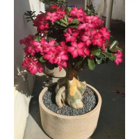 Bibit tanaman hias kamboja adenium bunga tumpuk merah putih