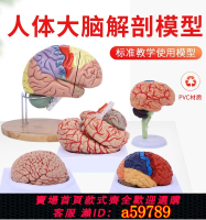 【台灣公司 可打統編】1:1大腦功能分區模型腦模型醫學 仿真腦模型皮層分區模型醫學示教