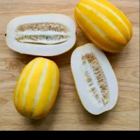 Benih melon korea oriental melon cucumis