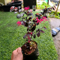 Bibit bonsai serut merah Loropitalum - tanaman hias loropetalum kloropitalum
