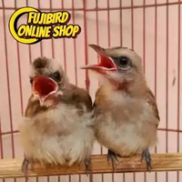 BURUNG TRUCUK JATIM ANAKAN