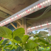 Đèn Led Tuýp T8 24W & 12W Chống Nước Chuyên Trồng Rau, Ươm Mầm, Sen Đá, Kiểng lá, Bonsai