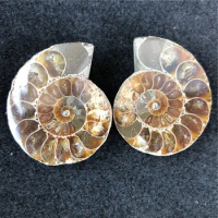 1 pic ammonite fossil from madagascar for making jewelry wire wrap jewelry