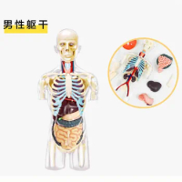 4D Human Anatomy Deluxe 8 inch Transparent Torso Model Educational Assembly Learning DIY Toy For Children