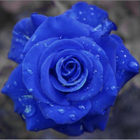 hias hidup BISA COD tanaman hias mawar blue | Bibit bunga mawar impor