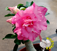 出貨時不一定有花! [波妞] 5吋盆 活體粉紅色沙漠玫瑰盆栽 送禮小品盆栽　室外半日照佳