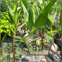 Benih bibit kelapa hibrida super genjah