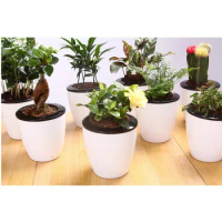Automatic Self Watering Flower Plants Pot Put In Floor Irrigation For Garden Indoor Home Decoration Gardening