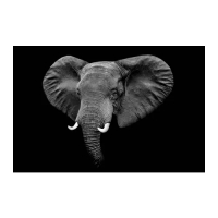 PJÄTTERYD 無框畫, 黑色大象, 118x78 公分
