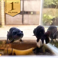Paket Koloni (isi 10) Baby Koki Black Ranchu Ikan Hias Aquascape Hiasan Aquarium Tanaman Air -