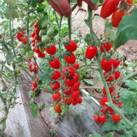 Beautiful as the bright moon, red cherry tomato seeds, cherry tomatoes, tomato seeds, yellow, canned
