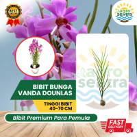 Bibit Bunga Anggrek Tanah Vanda Douglas Super Original  – Bisa di Pot dan Tanah