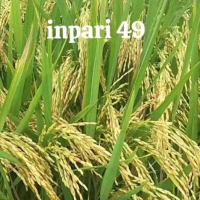 Benih Bibit padi Inpari 49 kemasan 5 Kg