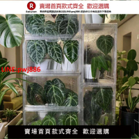 【台灣公司 優質服務】植物悶養箱熱帶植物保溫箱家庭小溫室暖棚陽臺花房育苗箱保濕盒子