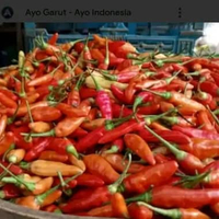 Cabe / cabai / Lombok Rawit merah 1 kg