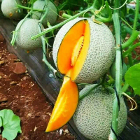 [SeedMan] Hami Melon Seeds for Planting (10 seeds/bag, Easy To Grow) Sweet Cantaloupe Plant Seed Bon