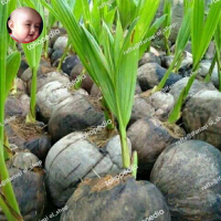 bibit kelapa entok genjah