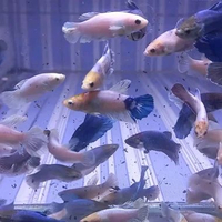 hiasan akuarium cupang dumbo ear