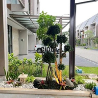 Taman jepang Bonsai Beringin dolar (Bergaransi)