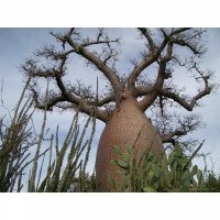 Biji Benih Seed Baobab Adansonia Digitata Caudex / MINIMAL ORDER 10 BIJI