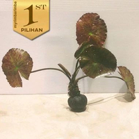 Tiger Lotus Wabikusa Tanaman Air Aquascape Hiasan Aquarium Ikan Hias