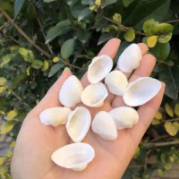 10PCS Snow Clam, White Coconut Shell, Lion Shell, Millet Snail, White Conch Shell, Starfish Combination Set, Fish Tank