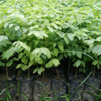 Bibit Buah Cermai Manis Bibit Buah Cerme