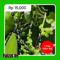 Buah Angkung SEGAR (Obat Herbal)