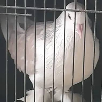 BURUNG MERPATI HIAS LAHORE ALMOND SATUAN "burung sesuai foto video"