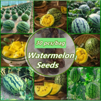 Watermelon Seeds เมล็ดพันธุ์ แตงโม,เมล็ดพันธุ์แตงโม F1 Hybrid Sweet Sugarbaby Watermelon Fruit Seeds