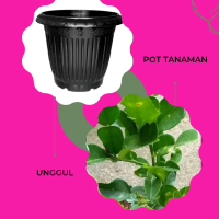 Pot Jeruk Purut Rimbun untuk Memasak Ikan - Kitchenware, Kapasitas Besar