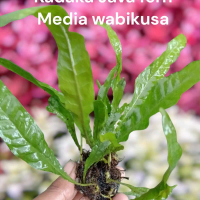 sintetis kadaka java fern media wabikusa tanaman air aquascape hiasan aquarium tanaman low co2