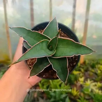 Walking Sansevieria – Sansevieria Pinguicula | Kaktus Sukulen Tanaman Hias Unik – Koleksi Sansevieri