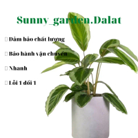 Chậu Calathea Gecko - Đuôi công Gecko