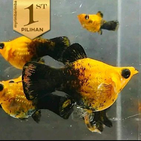 Langka! Molly Golden Black Balon Ikan Hias Aquascape Hiasan Aquarium -