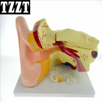 耳解剖模型（6倍放大) J33212 生物實驗器材 中學 教學儀器