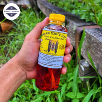 Minyak Urut Dayak Kalimantan Botol Besar,Obat Asam Urat,Minyak Urut