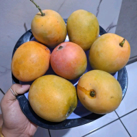 mangga gedong gincu super matang di pohon 2kg