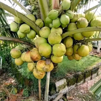 bibit kelapa genjah entok
