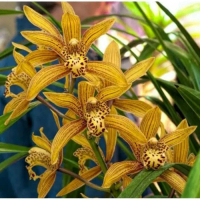 Anggrek Cymbidium Chen Ruby - Tanaman Hias Hidup - Bunga hidup - Bunga hias-Bunga Anggrek