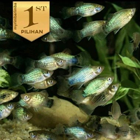 Pasukan (Isi 10)Blue Grey Metalic Platy Ikan Hias Aquascape Hiasan Aquarium Tanaman Air -