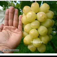 bibit tanaman anggur import jenis TREASURE hasil grafting super genjah