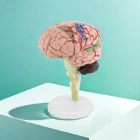 4D Medical Removable Mini Brain Model Assembled Model Structure Of The Brain Anatomy Medical Teaching Tool