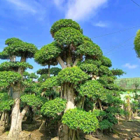 bonsai micro/bonsai beringin Korea