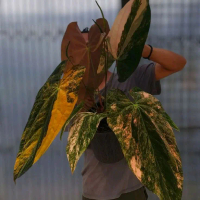 PROMO MURAH Bibit-Biji Tanaman Hias Anthurium Papilaminum Varigata Cocok Untuk Taman Dan Rumah Tamba