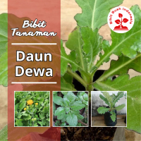 Bibit Tanaman Daun Dewa Berkualitas No. 1